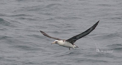 Laysan Albatross adult in flight OZ9W1440