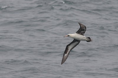 Laysan Albatross adult in flight OZ9W1448