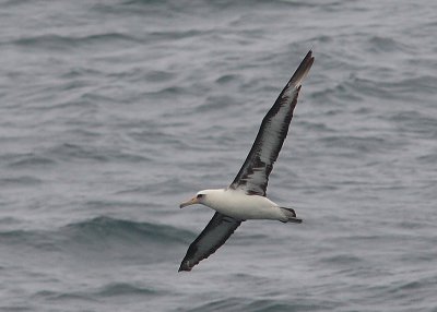 Laysan Albatross adult in flight OZ9W1459