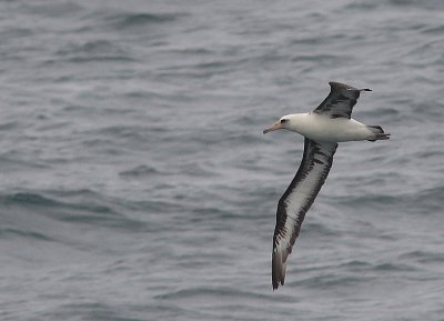 Laysan Albatross adult in flight OZ9W1460