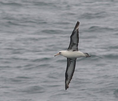 Laysan Albatross adult in flight OZ9W1462
