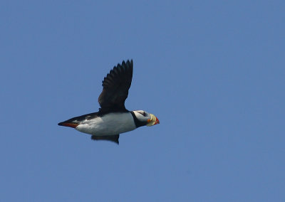 Horned Puffin in flight OZ9W2502
