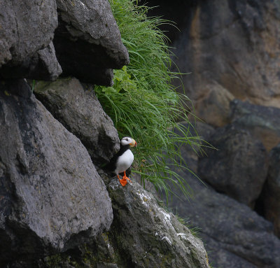 Horned Puffin on cliff OZ9W2674