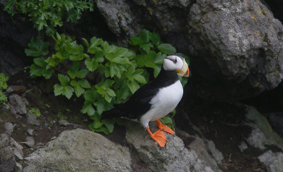 Horned Puffin on cliff OZ9W2698