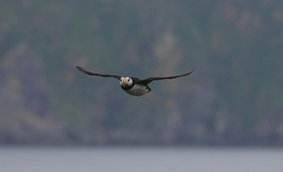 Horned Puffin in flight OZ9W2883