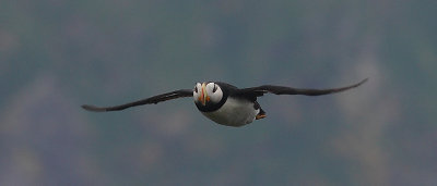Horned Puffin in flight OZ9W2884