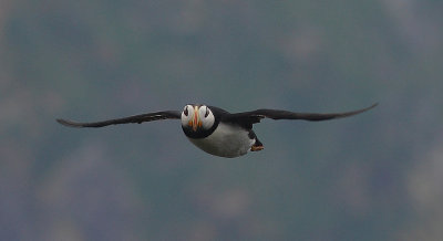 Horned Puffin in flight OZ9W2885