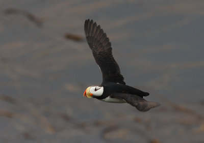 Horned Puffin in flight OZ9W2911