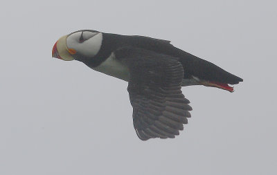Horned Puffin in flight OZ9W2926