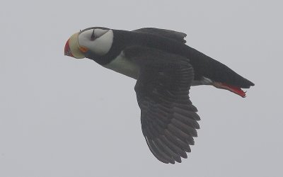 Horned Puffin in flight OZ9W2927