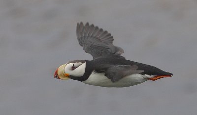 Horned Puffin in flight OZ9W2940