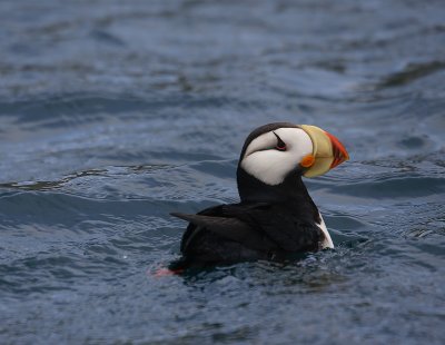 Horned Puffin
