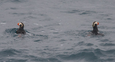 Tufted Puffins on water OZ9W1348