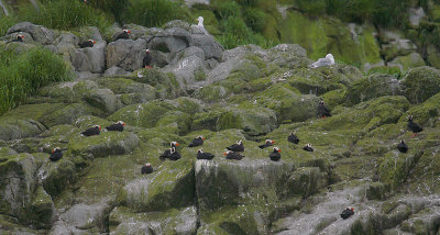Tufted Puffins at nest sites OZ9W1720