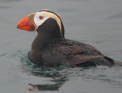 Tufted Puffin