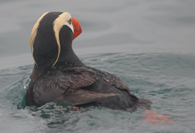 Tufted Puffin