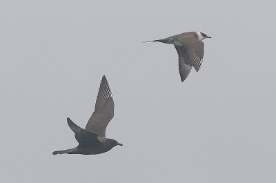 Pomarine adult dark and Arctic adult Skuas in flight OZ9W1327