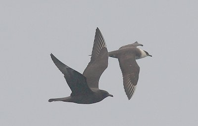Pomarine adult dark and Arctic adult Skuas in flight OZ9W1330