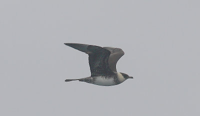Pomarine Skua adult in flight OZ9W1166