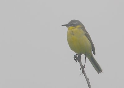 Yellow Wagtail ssp simillima male OZ9W4108