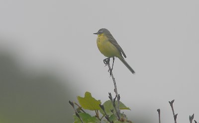 Yellow Wagtail ssp simillima male OZ9W4111