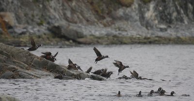 Harlequin Ducks OZ9W0707