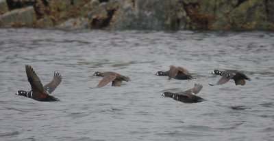 Harlequin Ducks in flight OZ9W0718