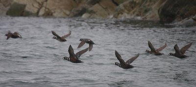 Harlequin Ducks in flight OZ9W0719