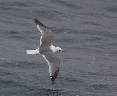 Red-legged Kittiwake 2nd calendar year in flight OZ9W1193