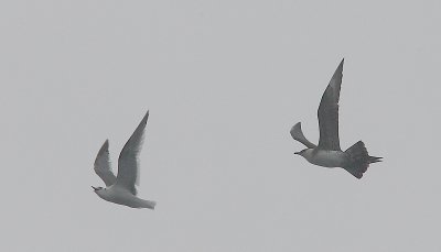 Red-legged Kittiwake 2nd calendar year chased by Arctic Skua OZ9W1335