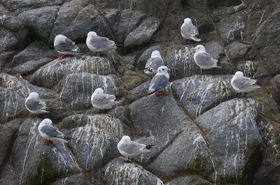 Red-legged and Black-legged Kittiwakes OZ9W1538