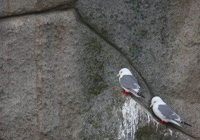 Red-legged Kittiwake pair OZ9W1557