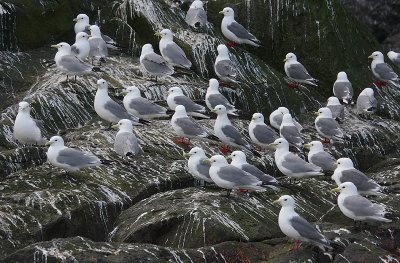 Red-legged and Black-legged Kittiwakes OZ9W1574