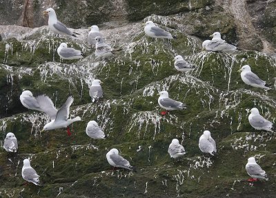 Red-legged and Black-legged Kittiwakes OZ9W1623