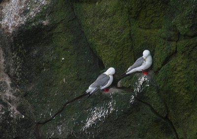 Red-legged Kittiwake pair OZ9W1752