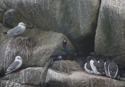 Red-legged and Black-legged Kittiwakes with friends OZ9W1823