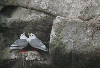 Red-legged Kittiwake pair OZ9W1839