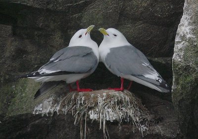 Red-legged Kittiwake pair OZ9W1841