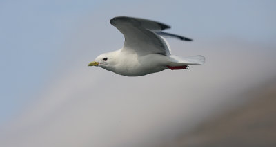 Red-legged Kittiwake adult OZ9W3440