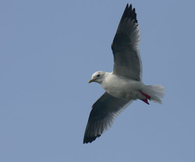 Red-legged Kittiwake adult OZ9W3441