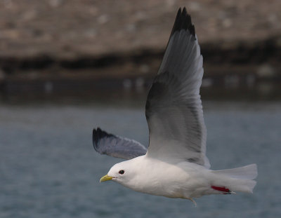 Red-legged Kittiwake adult OZ9W3442