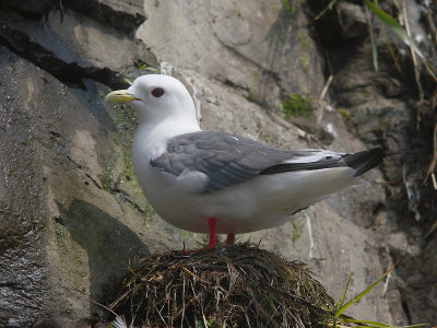 Red-legged Kittiwake on nest OZ9W3509