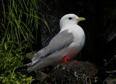 Red-legged Kittiwake on nest OZ9W3571