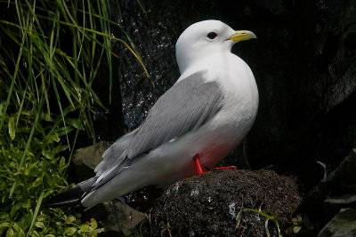 Red-legged Kittiwake on nest OZ9W3575