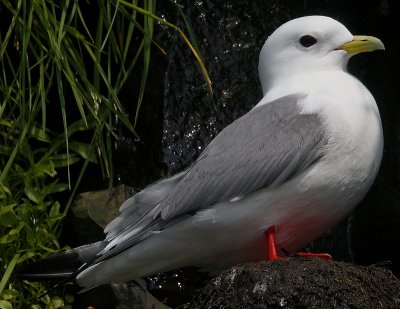 Red-legged Kittiwake on nest OZ9W3576