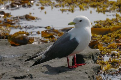 Red-legged Kittiwake adult OZ9W3605