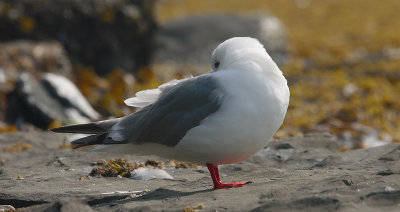 Red-legged Kittiwake adult OZ9W3627