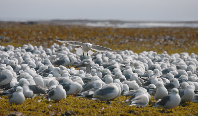 Red-legged Kittiwake roost OZ9W3661