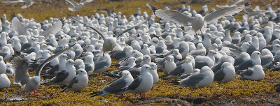 Red-legged Kittiwake roost OZ9W3729