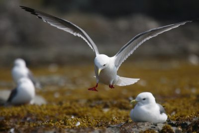 Red-legged Kittiwake adult landing OZ9W3792